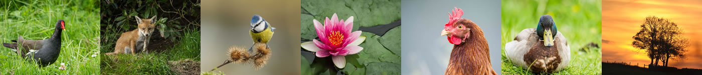 Redwell Wildlife Gallery