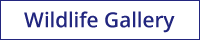 Wildlife Gallery